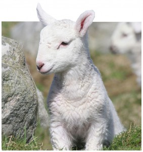 lamb