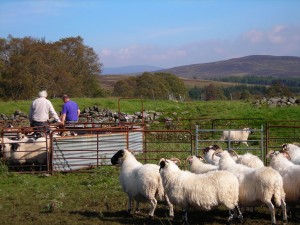 Radical policy shift gives Crown Estate Scotland’s tenants an opportunity to buy farms