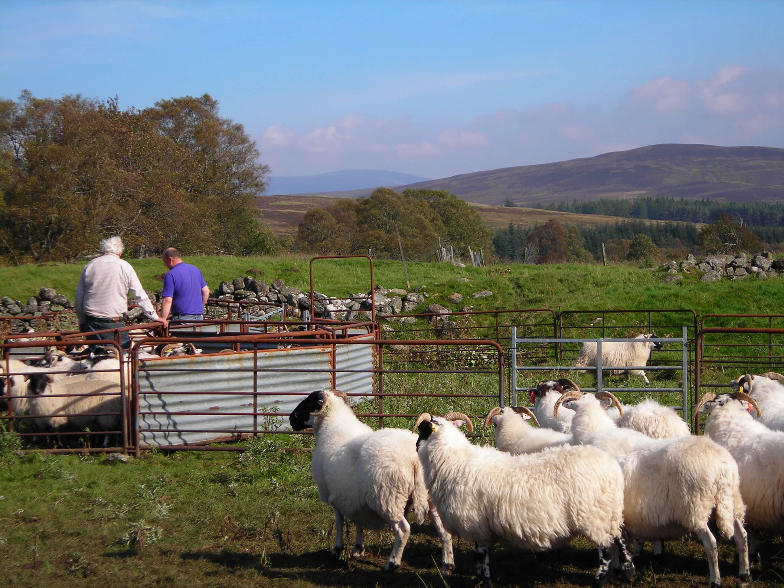 Radical policy shift gives Crown Estate Scotland’s tenants an opportunity to buy farms
