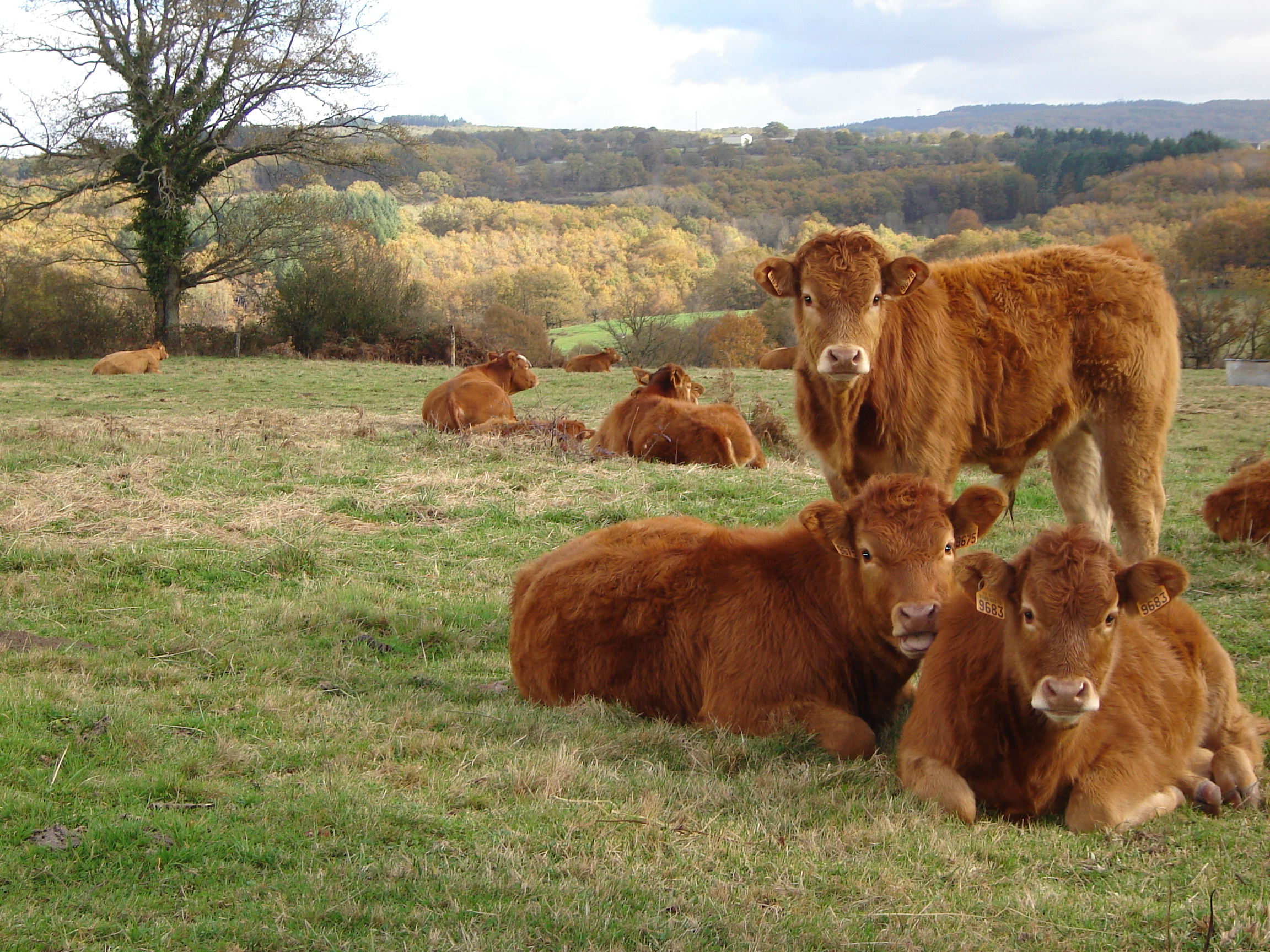 STFA URGES GOVERNMENT TO RETHINK POLICY OF TURNING VALUABLE LIVESTOCK PROTEIN FEED INTO RENEWABLE ENERGY