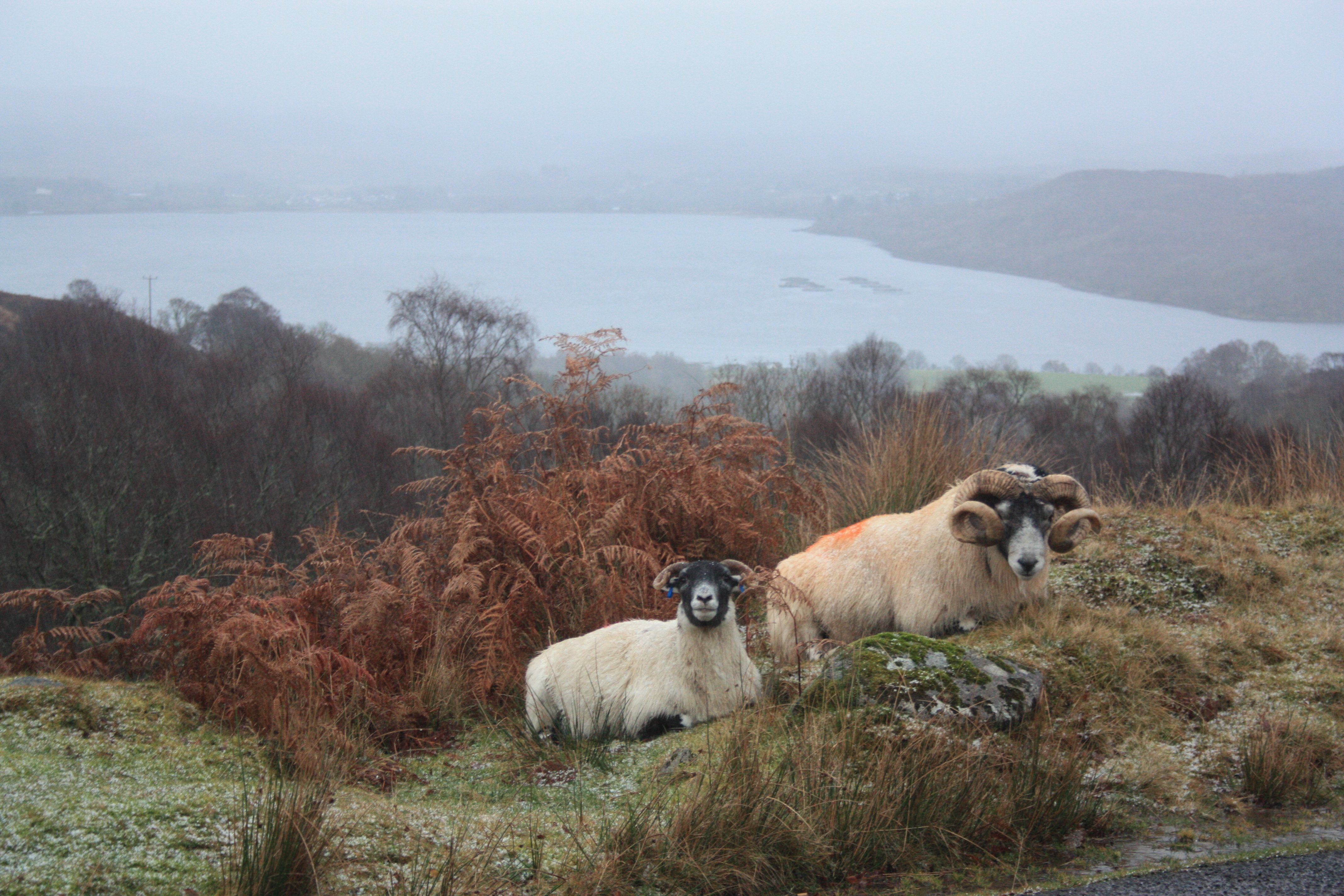 STFA welcomes intervention by the Tenant Farming Commissioner to reach agreement for Borders tenant farmer