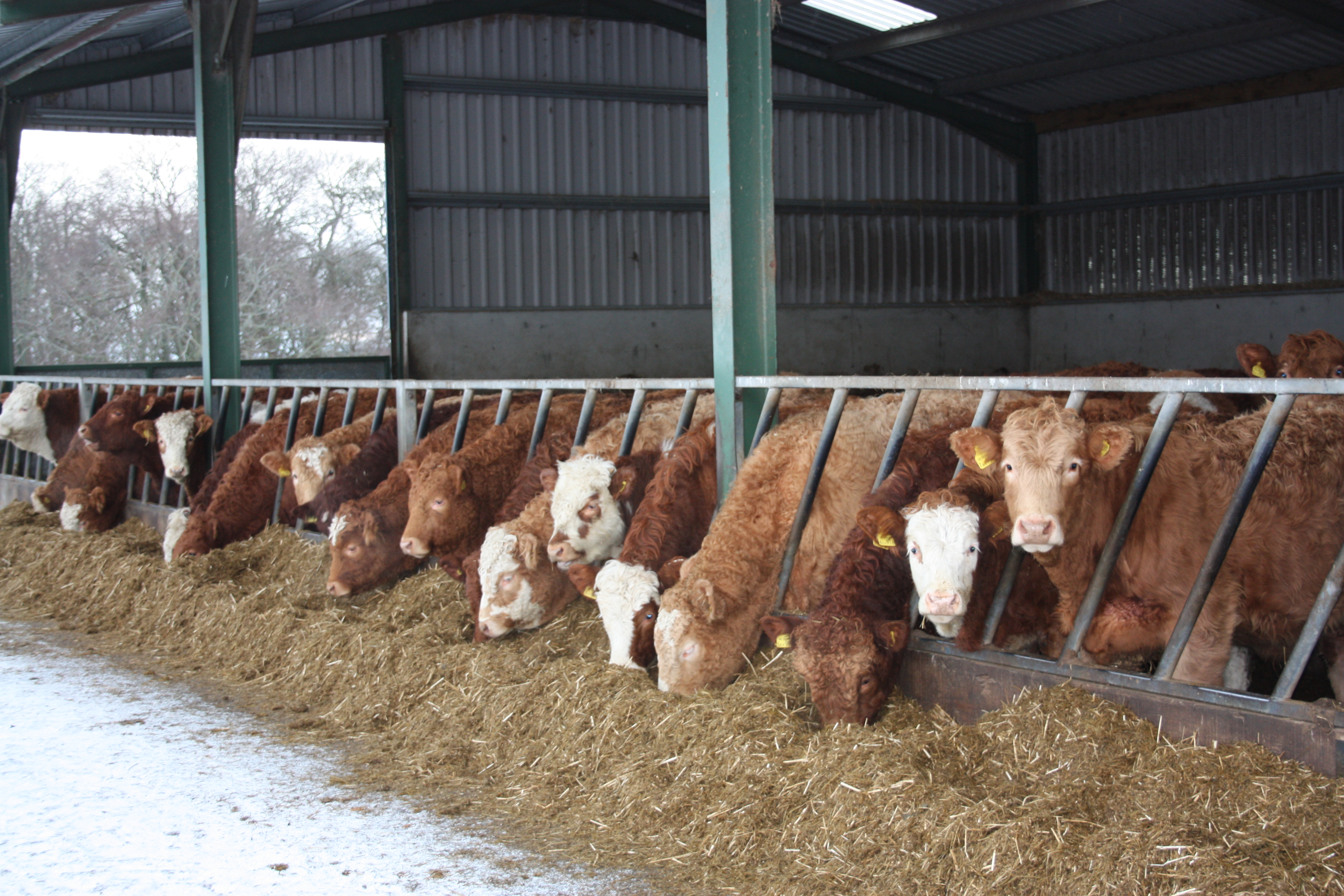 STFA calls for feedstuffs to go to livestock not renewable energy during fodder crisis